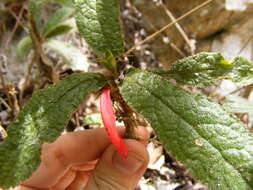 Image of Gesneria acaulis L.