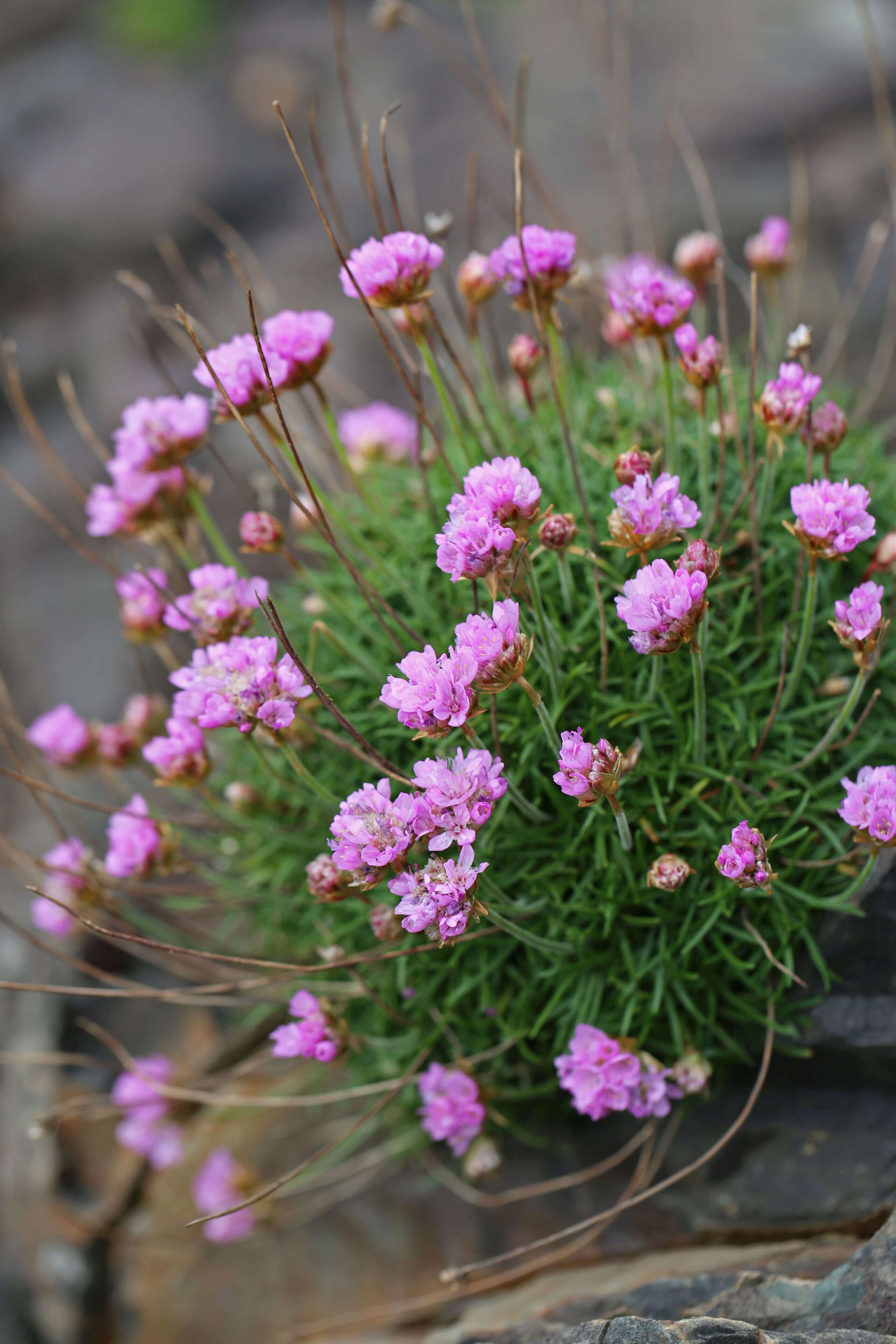 Image of thrift seapink