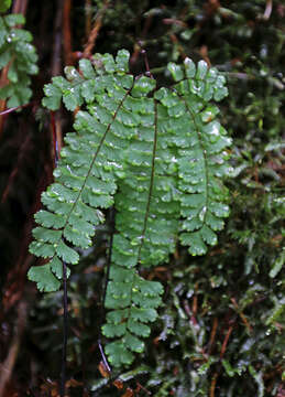 Image of Northern maidenhair fern