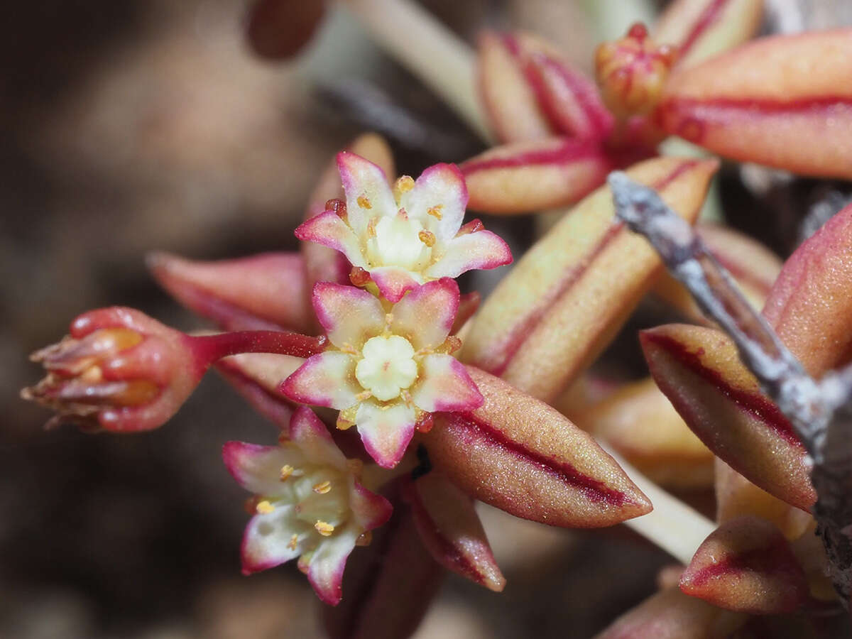 Image of Crassula expansa subsp. expansa