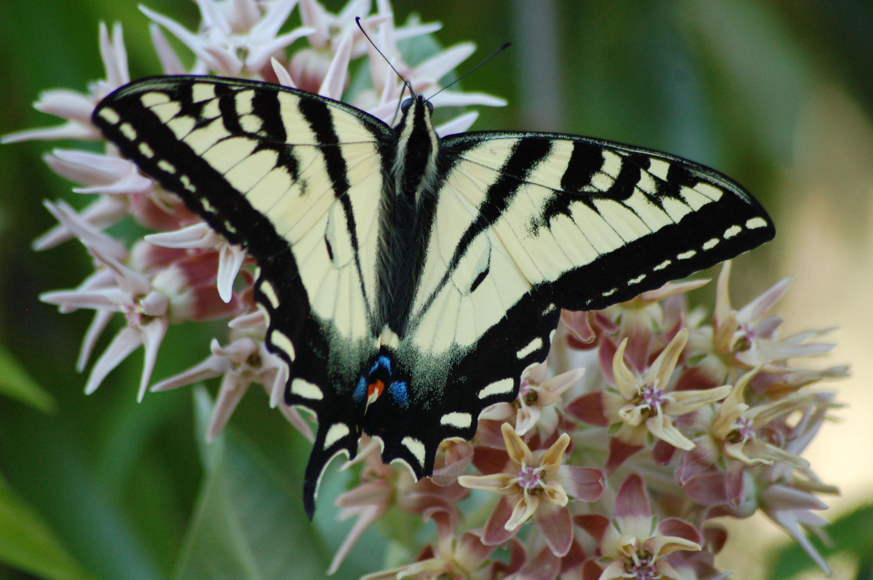 صورة Papilio rutulus Lucas 1852