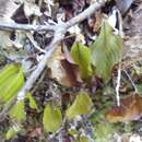 Image of Hymenophyllum cruentum Cav.