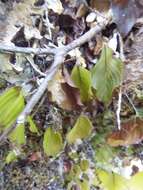 Image of Hymenophyllum cruentum Cav.