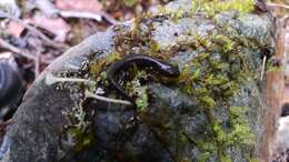 Image of Klamath Black Salamander