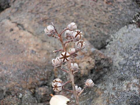 Image of Agarista buxifolia (Lam.) G. Don