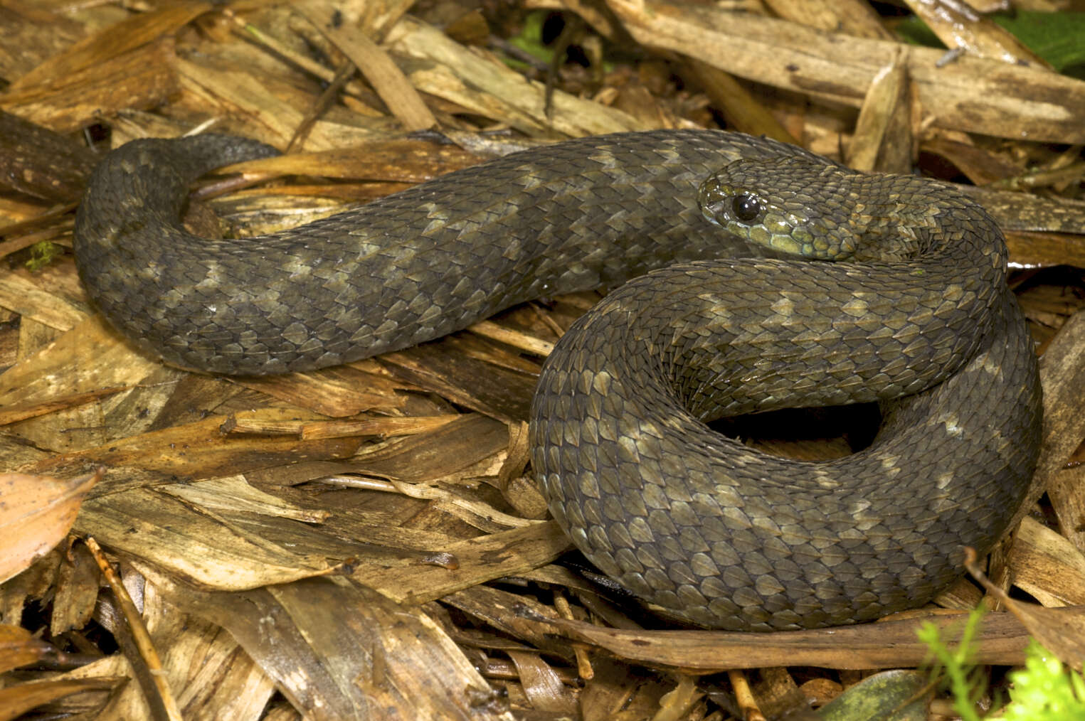 Green Bush Viper - Encyclopedia of Life