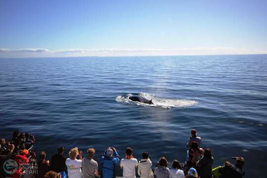 Image of Bryde's whale