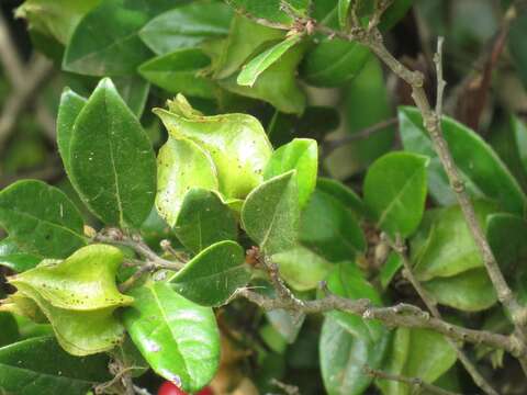 Image of Diospyros scabrida var. scabrida