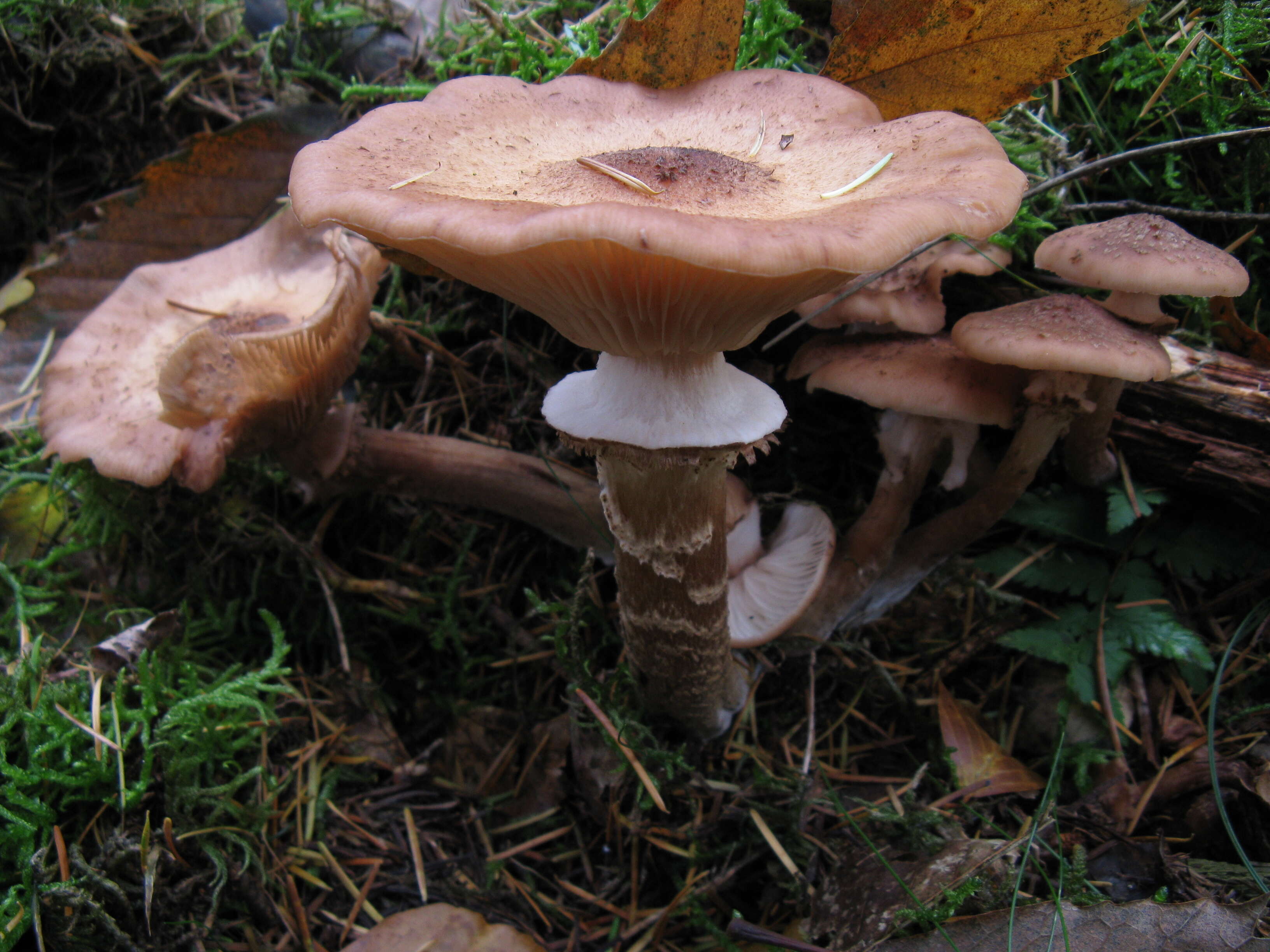 Image of Armillaria ostoyae (Romagn.) Herink 1973