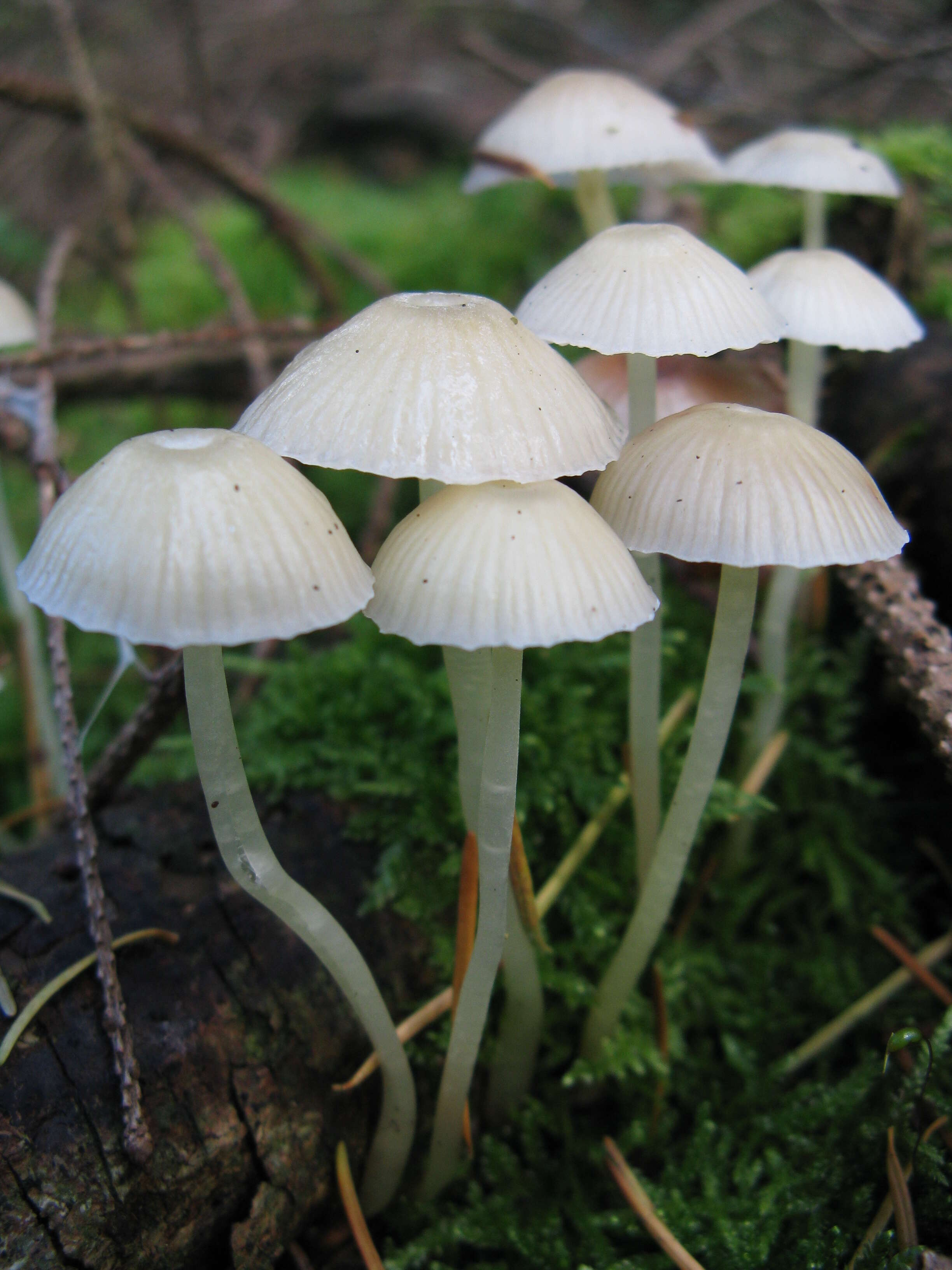 Image of Mycena epipterygia (Scop.) Gray 1821