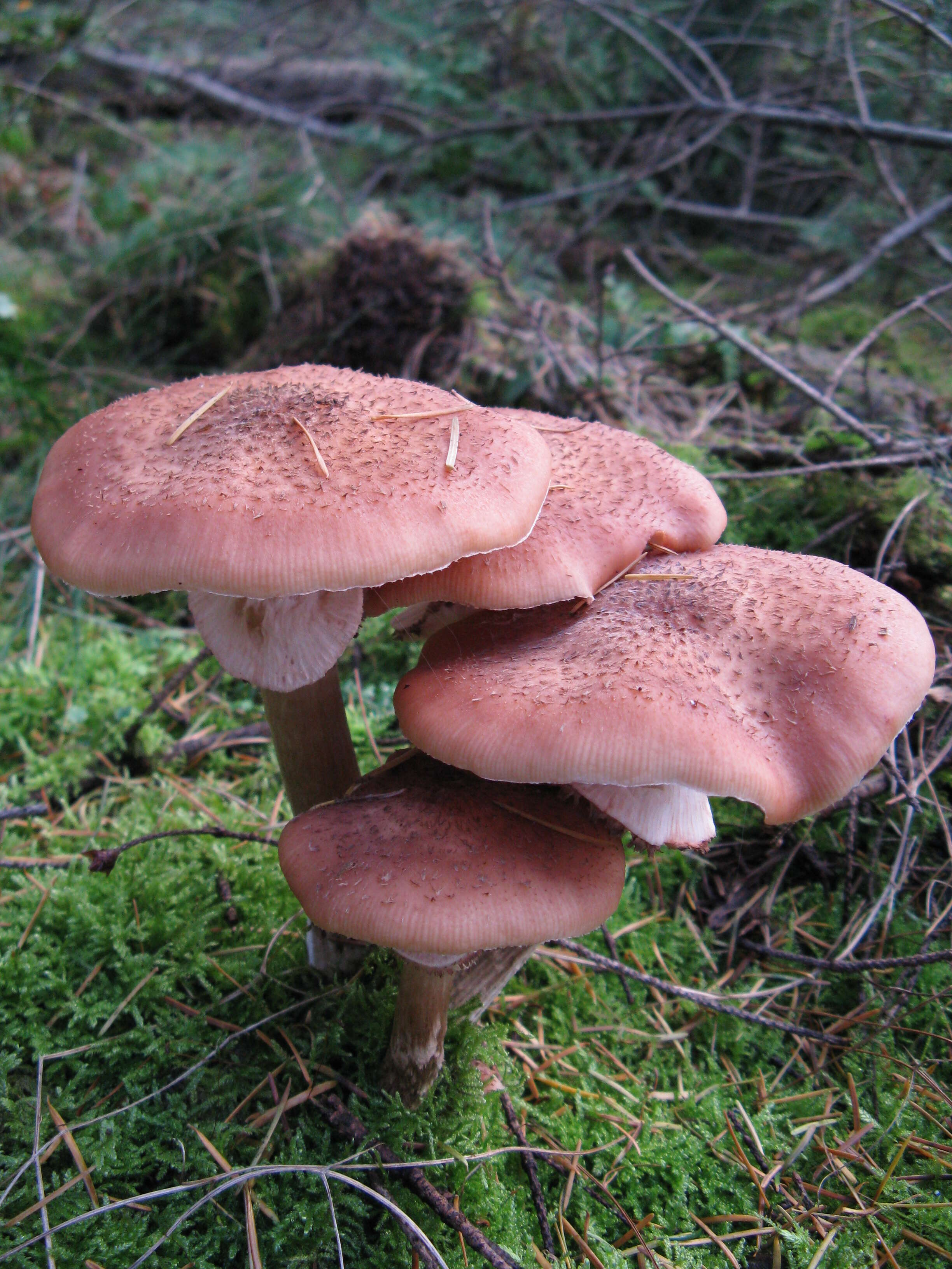 Image of Armillaria ostoyae (Romagn.) Herink 1973