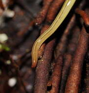 Fletchamia mediolineata (Dendy 1891) resmi