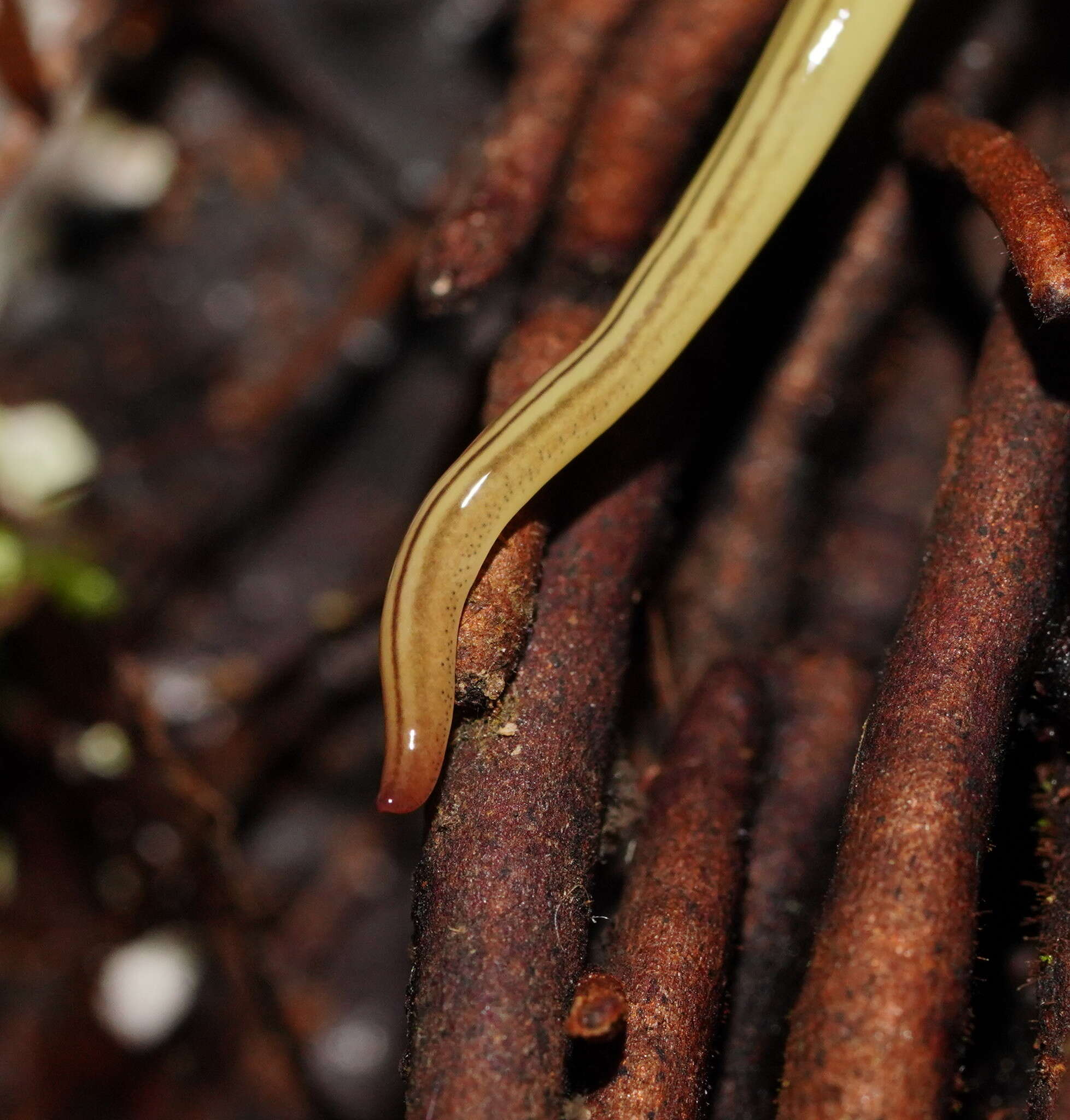 Fletchamia mediolineata (Dendy 1891) resmi