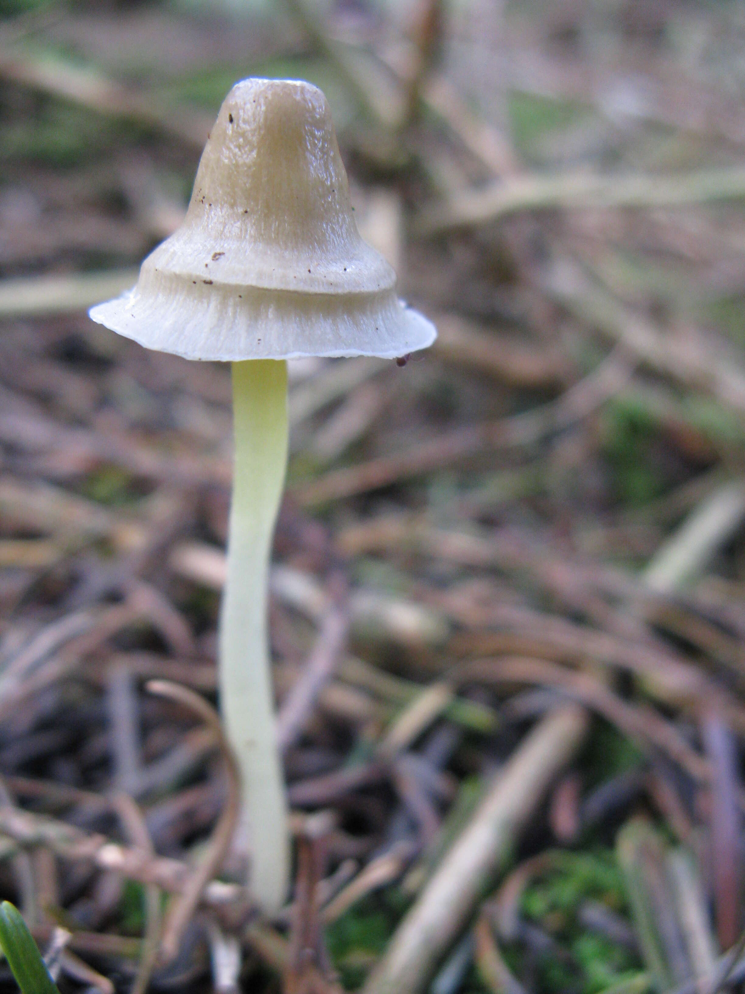 Image of Mycena epipterygia (Scop.) Gray 1821