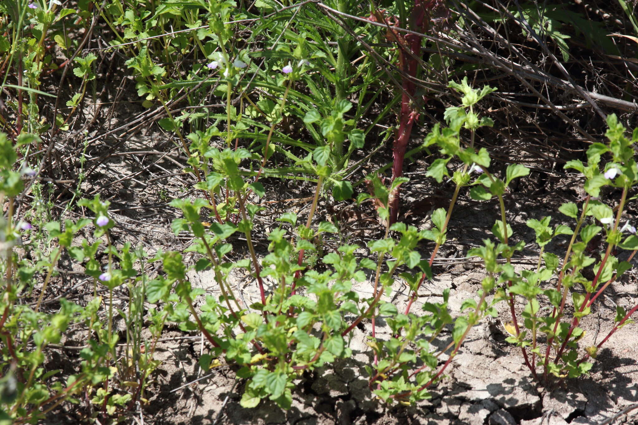 Image of San Diego thorn-mint