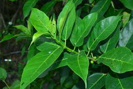 Image of Ficus cumingii Miq.