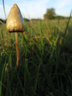 Image of Psilocybe semilanceata (Fr.) P. Kumm. 1871