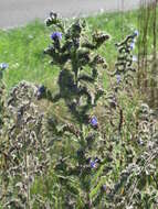 Imagem de Echium vulgare L.