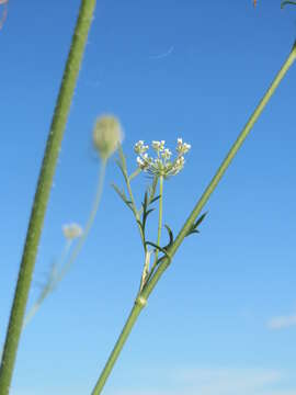 Image of Queen Anne's lace