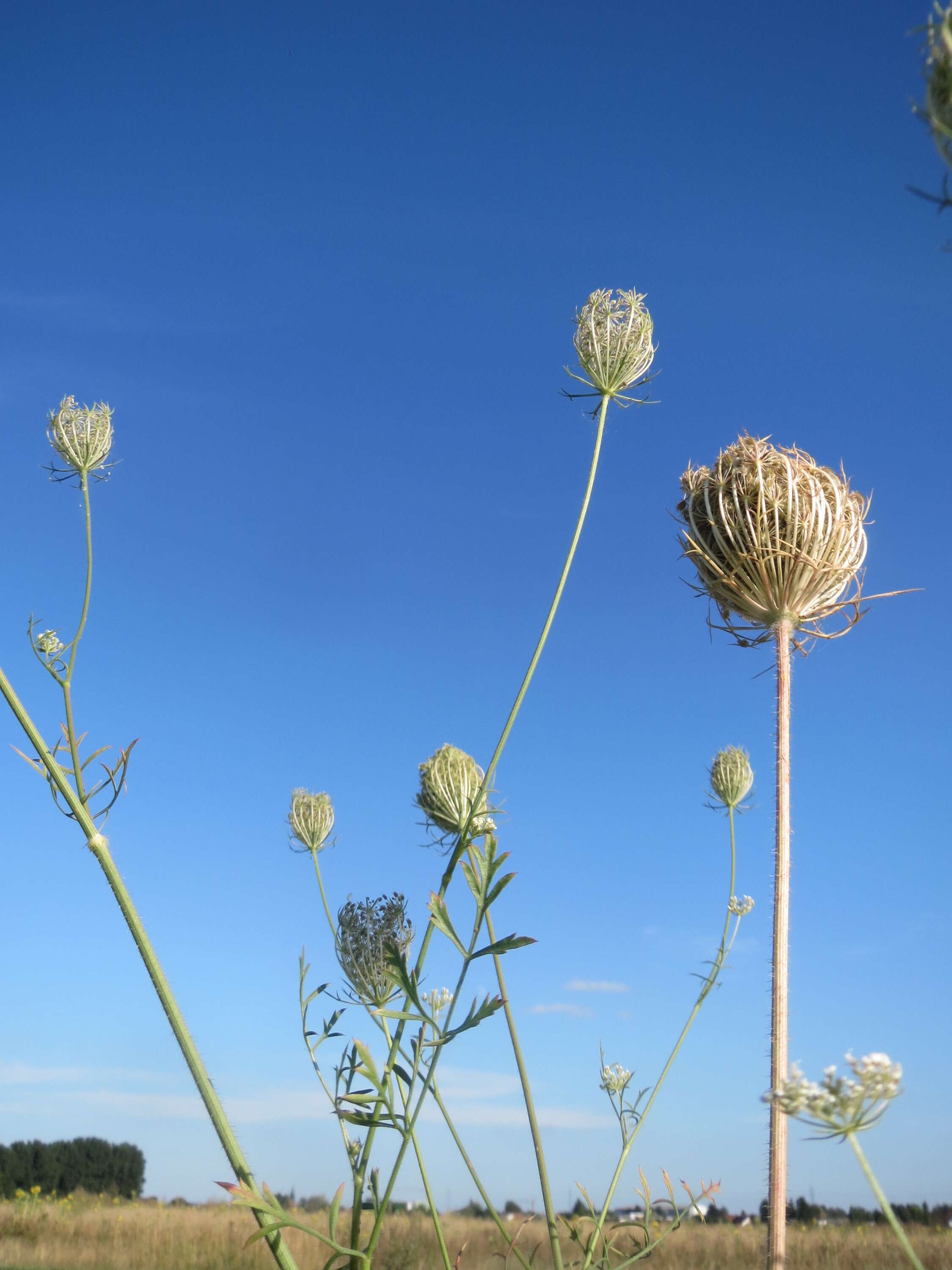 Image of Queen Anne's lace