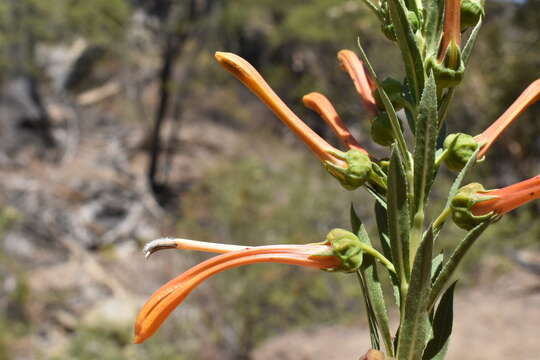 Lobelia excelsa Bonpl. resmi