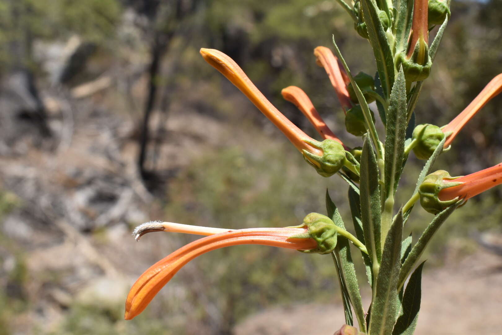 Слика од Lobelia excelsa Bonpl.