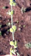 Image of Cynoglossum hispidum Thunb.