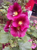 Image of hollyhock