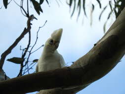 Image of Cacatua sanguinea gymnopis Sclater & PL 1871