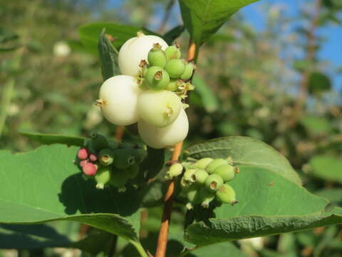 Image of common snowberry