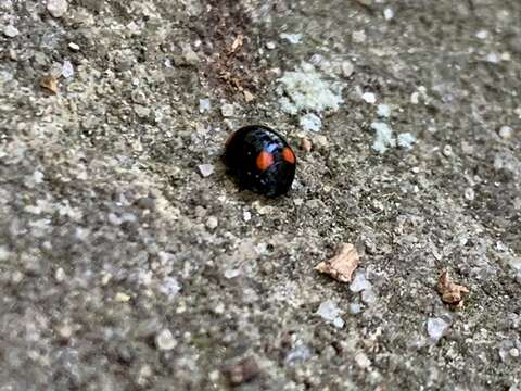 Image of Brachiacantha quadripunctata Melsheimer 1847