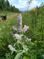 Image of Horse Mint