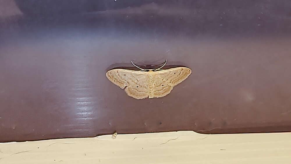 Image of Idaea consanguinaria consecraria