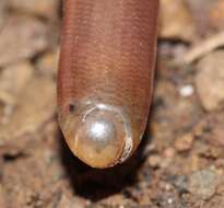 Image of Bibron's Blind Snake