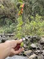 Image of Tropaeolum adpressum D. K. Hughes