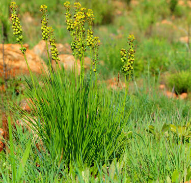 Imagem de Bulbine angustifolia Poelln.