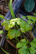 Image of Glia prolifera (Burm. fil.) B. L. Burtt