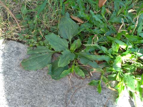 Image de Plantago asiatica L.