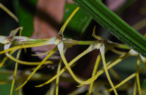 Image of Anathallis sclerophylla (Lindl.) Pridgeon & M. W. Chase