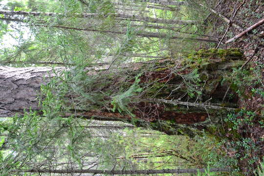 Image of Siberian Larch