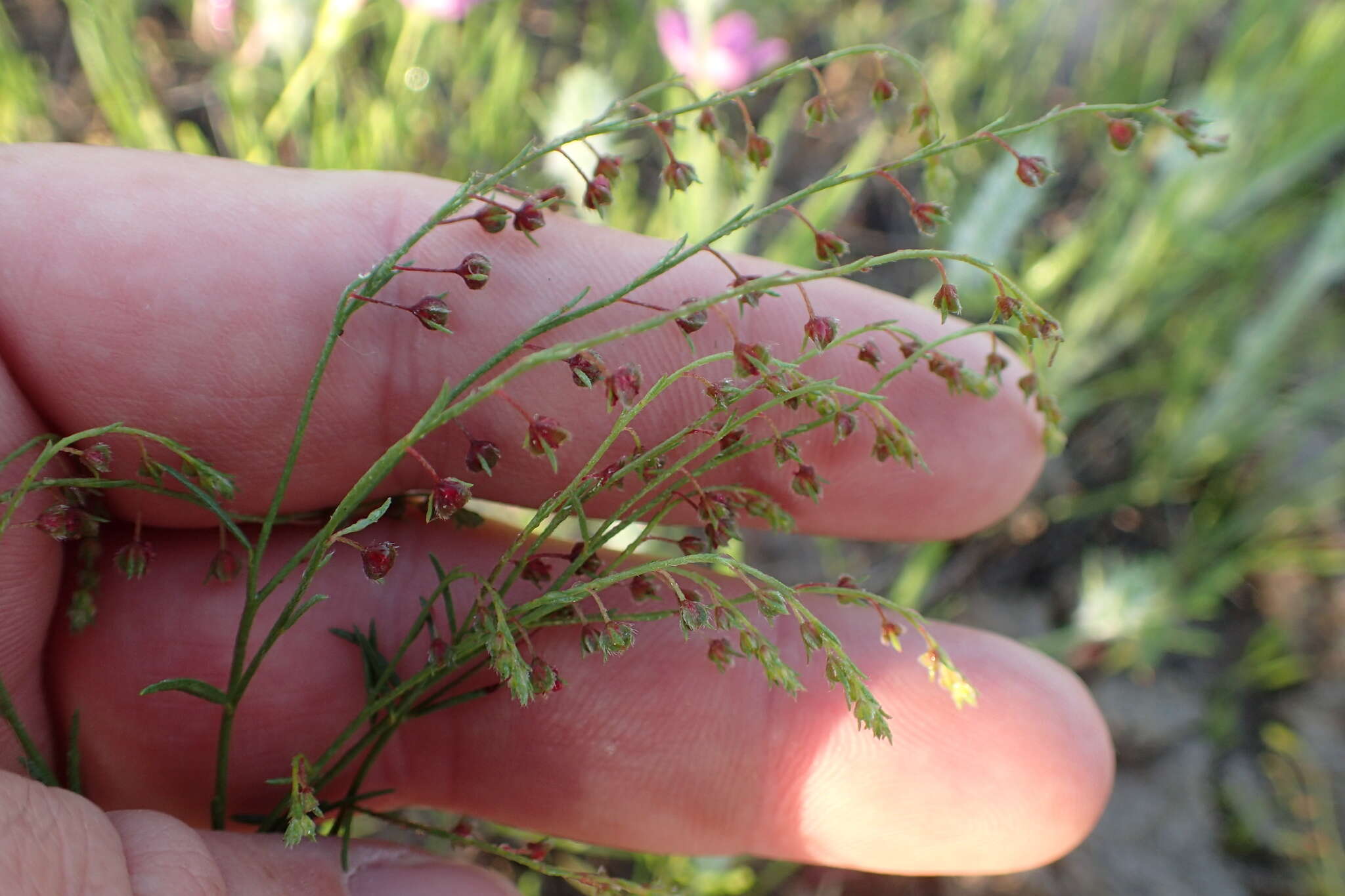 Image of San Saba pinweed