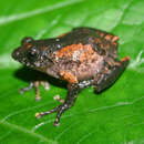 Image of Mark's Bushfrog