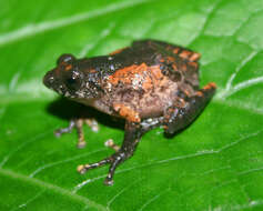 Image of Mark's Bushfrog