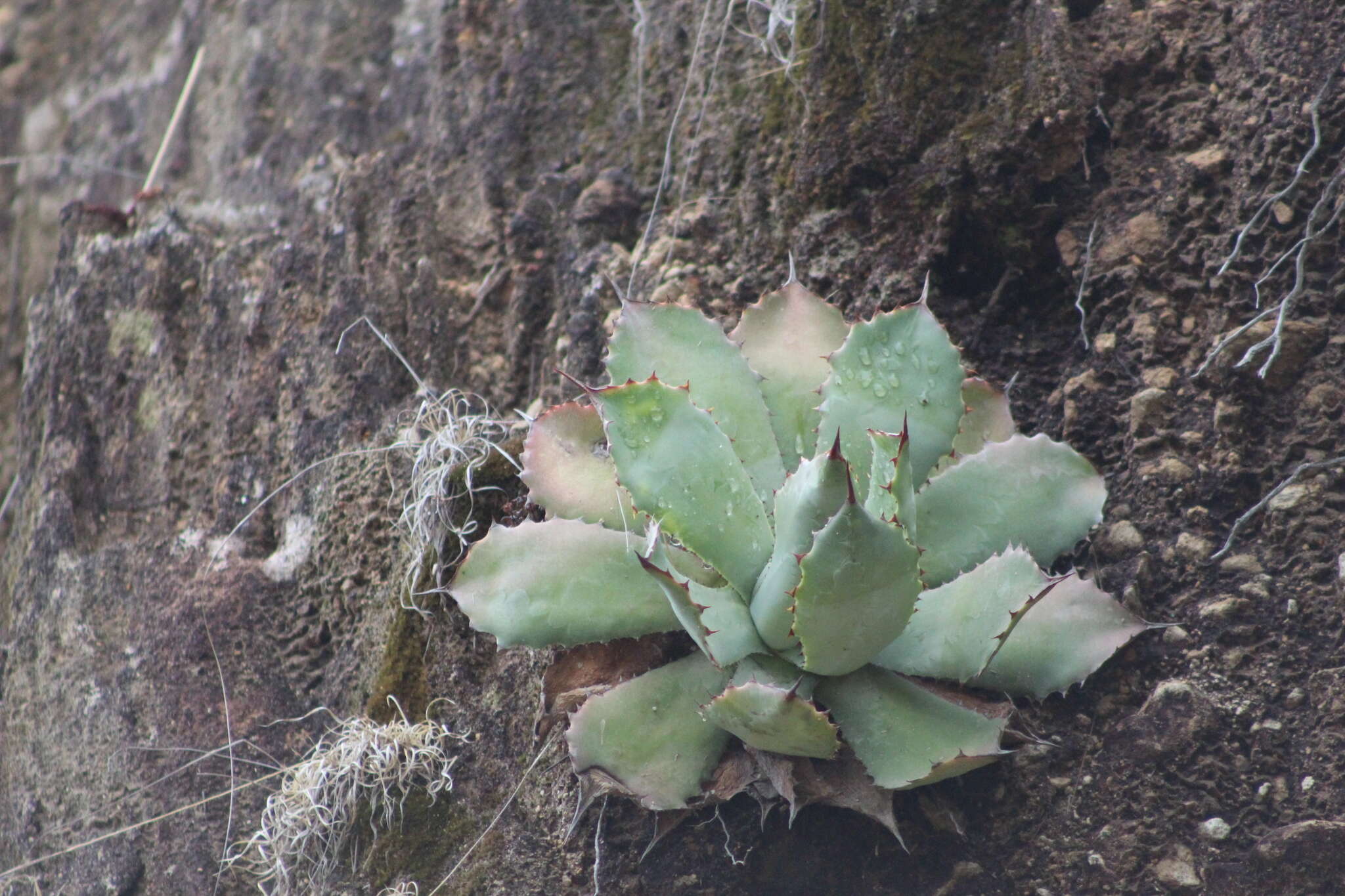 Plancia ëd Agave guadalajarana Trel.