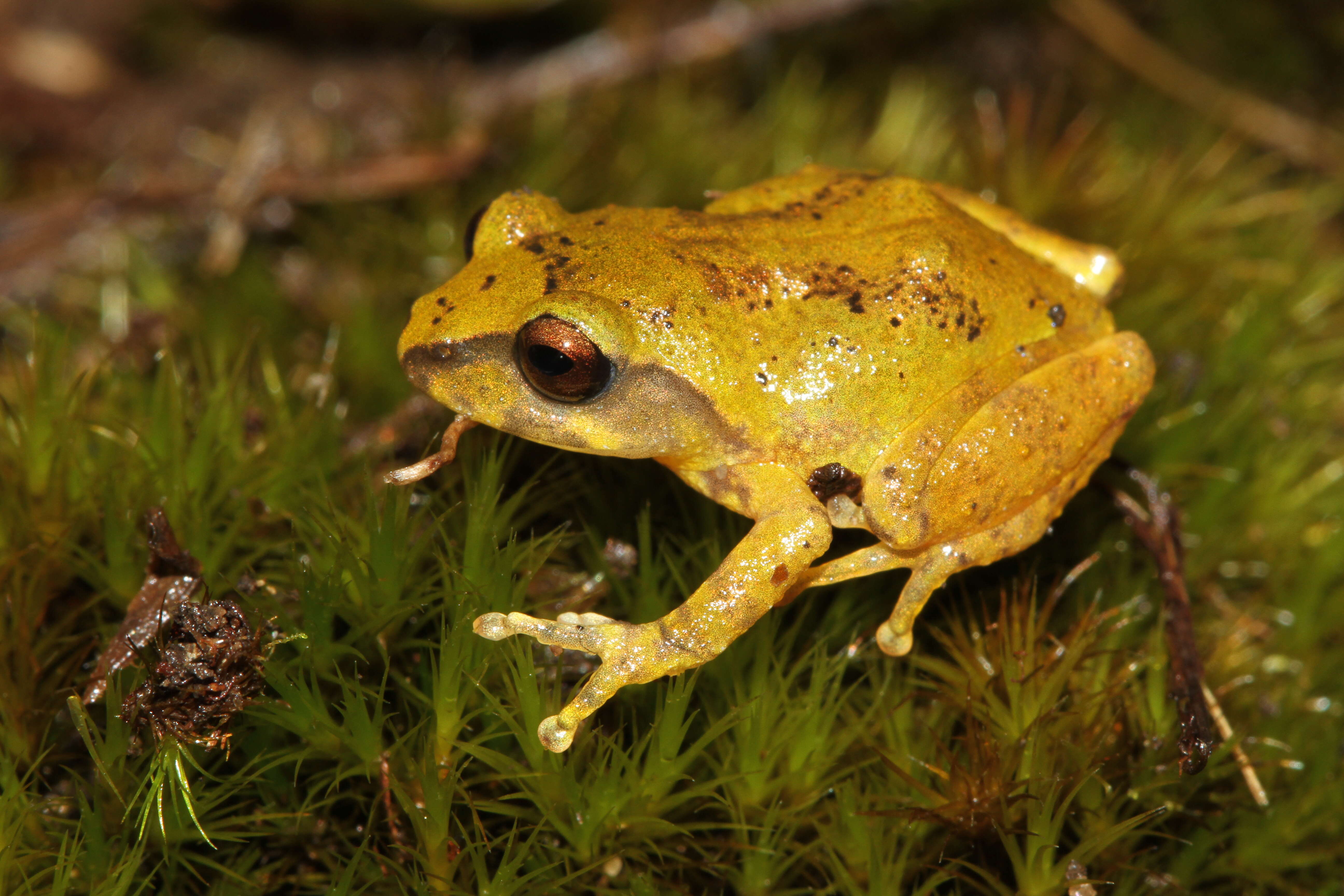 Image of Koadaikanal Bush Frog