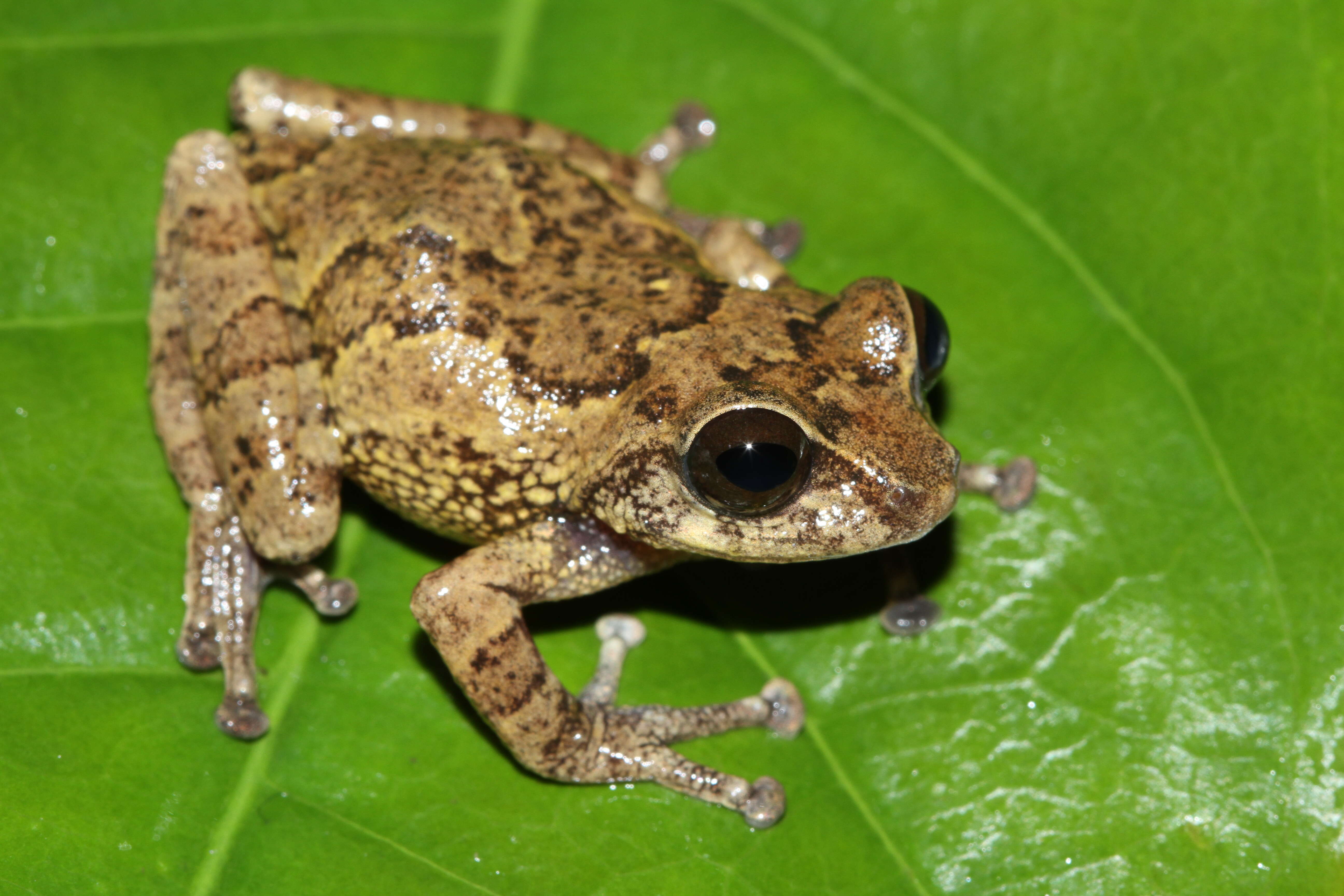 Image of Munnar bush frog