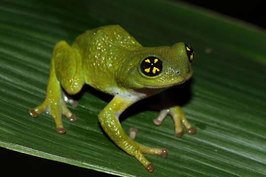 Image of Chalazodes bubble-nest frog