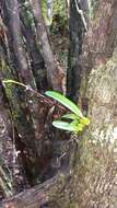 Image of Bulbophyllum erectum Thouars