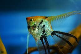 Image of freshwater angelfish