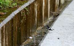 Image of Little Forktail